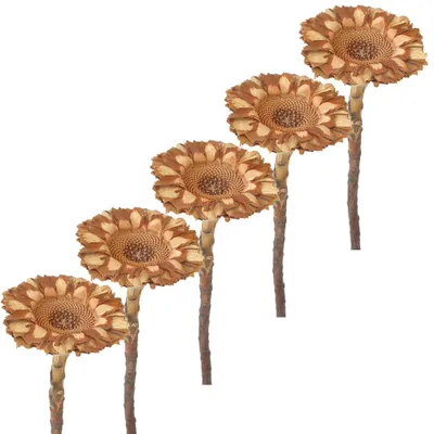 Immagine prodotto di Fiori secchi Protea set di 5 bouquet decorazione autunnale naturale 6,5 cm