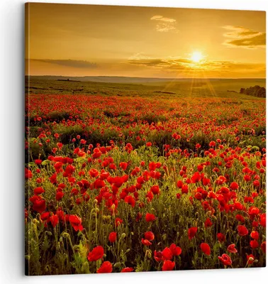 Produktbild von Bild auf Leinwand - Leinwandbild - Mohn Blume Wiese - 60x60cm - Wand Bild - Wanddeko - Wandbilder - Leinwanddruck - Bilder - Kunstdruck - Wanddekoration - Leinwand bilder - Wandkunst - AC60x60-3643