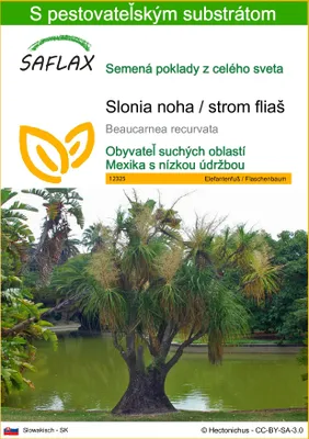 Obrázok produktu pre SAFLAX - Slonia noha / strom fliaš - Beaucarnea recurvata - 10 Semená - S pestovateľským substrátom bez klíčkov