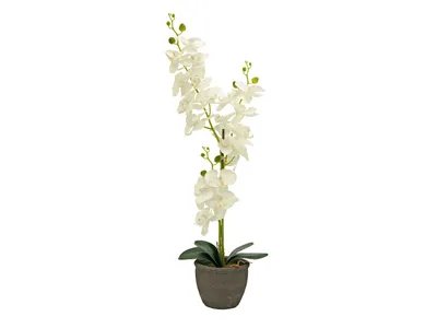 Obrázek produktu pro Europalms Orchidee Kunstpflanze cremefarben 80cm 82530361