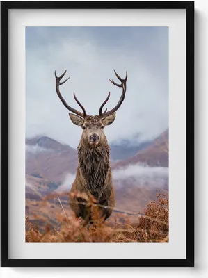 Produktbild von Hirsch auf einer Bergwiese– Wandbild mit Rahmen – Gerahmtes Bild  – Wanddekoration – 50x70 cm –  Schwarz Rahmen