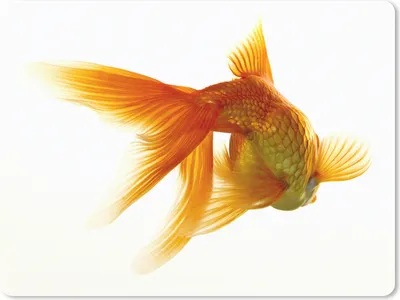 Produktbild von MuchoWow® Mauspad Mousepad Goldfisch - Meerestiere - Weiß 23x19 cm - Mousepads - Maus Mat - Pad - Mausunterlage - Schreibtischunterlage - Mauspad