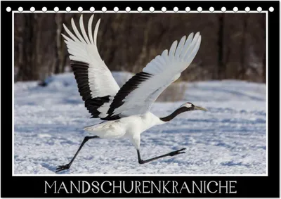 Produktbild von Mandschurenkraniche (Tischkalender 2025 DIN A5 quer), CALVENDO Monatskalender