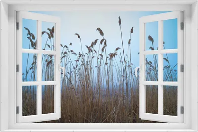 Produktbild von Wallario Wandbild mit Fenster-Illusion: Schilfrohr am See vor blauem Himmel, Größe: 61 x 91,5 cm, Poster mit rahmenlosen Bildhalter