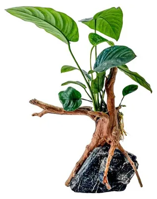 Produktbild von AquaOne Anubias barteri Pflanze auf Moorkienwurzel mit Seiryu Stein Aquarium