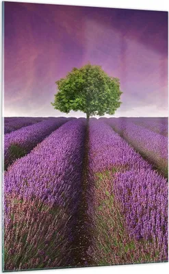 Produktbild von Bilder auf glas - Einteilig - Wiese lavenda Sommer Landschaft - 70x100cm - Glasbilder - Wandbilder - Bilder - Wanddekoration aus Glas - Glas Bilder - Wandbild auf Glas - GPA70x100-2605