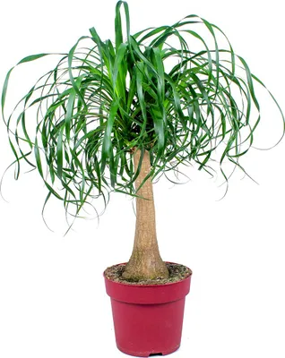 Image de Bloomique - Beaucarnea Recurvata - Pied d’éléphant - Plantes d’intérieur - Dépolluante - Sans danger pour les animaux - Entretien facile - Hauteur 70-90 cm - Pot 24 cm