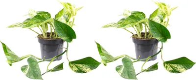Produktbild von 2er-Set Efeutute - Epipremnum aureum - Höhe ca. 15 cm, Topf-Ø 12 cm
