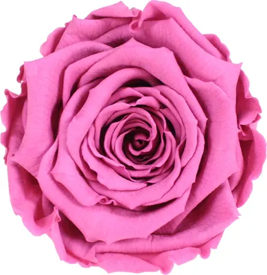 Produktbild von Infinity Rose L Ø5cm konserviert stabilisiert haltbar Rosenkopf ewige Rosenblüte 1 St. Dunkel Violett (vio02)