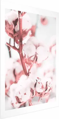 Produktbild von Posterpapier Poster - Baumwolle in Bloom 29.7x42 cm Blumen b-B-0425-ao-a