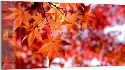 Produktbild von DEQORI Glasbild Echtglas 100x50 cm 'Herbstblattglanz' Wandbild Bild modern Deko