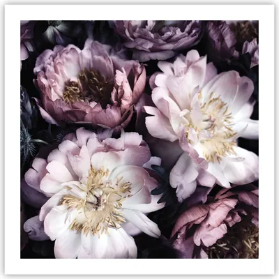 Produktbild von Poster - Poster ohne Rahmen - Pfingstrosen Veilchen Blumen - 60x60 cm - Wand Bild - Wanddeko - Wandbilder - Kunstposter - Wandposter - Bilder - Kunstdruck - Wanddekoration - Wandbild - P2XAC60x60-5076