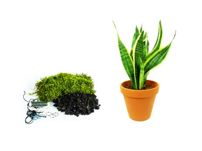 Obrázek produktu pro Gardners Kokedama "Vyrob si sám" Sansevieria Hahnii (M)