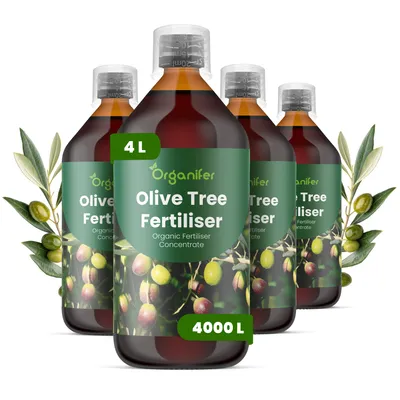 Obrázok produktu pre Tekuté hnojivo pre olivovníky, 4 x 1 liter – vzorec NPK 2-1-8 – vhodné pre olivovníky pestované v kvetináčoch aj v záhrade – organické
