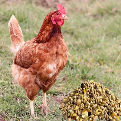 Produktbild von 25 kg Hühnerfutter Geflügelfutter Körnerfutter GVO frei Gänse Enten Legemehl