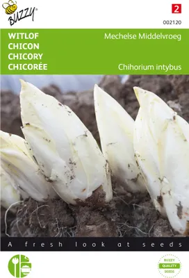 Produktbild von Chicorée Mechelse Middelvroeg | Chicoréesamen von Buzzy Seeds [MHD 07/2026]