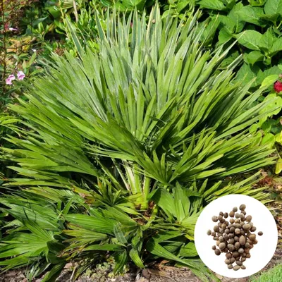 Obrázek produktu pro Semena Chamaerops Humilis 'Vulcano' - balení 3 ks - Semena palmy - Mrazuvzdorná - Žumara nízká 'Vulcano'