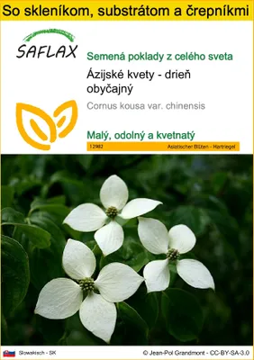 Obrázok produktu pre SAFLAX Kultivačný set - Ázijské kvety - drieň obyčajný - Cornus kousa var. chinensis - 30 Semená - S mini skleníkom, pestovateľským substrátom a 2 črepníkmi