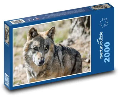 Obrázok produktu pre Puzzle 2000 Sivý vlk v prírode - martinpuzzle