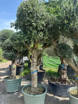 Produktbild von Olivenbaum XXXL ca. 80 Jahre Alt Winterhart bis -17 °C Höhe ca. 250 cm Kugelbaum