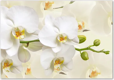 Produktbild von Tulup® Glas-Bild - 100 x 70 - Wandbild aus Glas - Wandkunst - Wandbild hinter gehärtetem Sicherheitsglas - Blumen & Pflanzen - Orchidee - Weiß