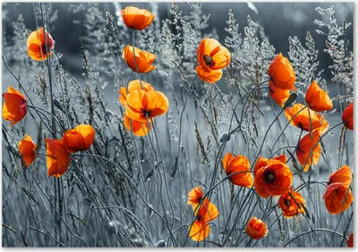 Produktbild von Tulup® Glas-Bild - 100 x 70 - Wandbild aus Glas - Wandkunst - Wandbild hinter gehärtetem Sicherheitsglas - Blumen & Pflanzen - Mohnfeld - Orange