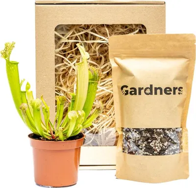 Obrázek produktu pro Gardners Set masožravka Sarracenia a substrát v dárkovém balení
