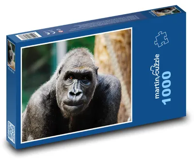 Obrázek produktu pro Puzzle 1000 Gorila - opice, primát - martinpuzzle