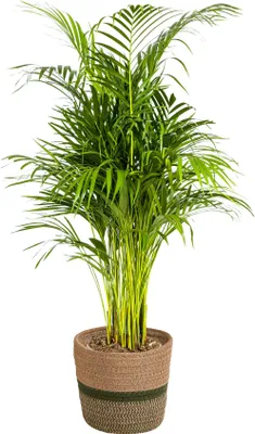 bonsai selbst ziehen Zen-Bonsai-Set  6 Bonsais zum Selberziehen mit Zubehr
