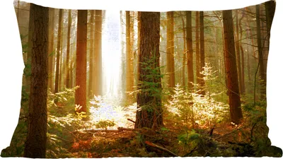 Produktbild von MuchoWow® Zierkissen Sofakissen Wohnzimmer Dekokissen 60x40 cm Wald - Bäume - Sonne - Kopfkissen - Polster mit Foto