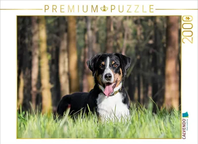 Produktbild von CALVENDO Puzzle Im Wald | 2000 Teile Lege-Größe 90x67cm Foto-Puzzle für glückliche Stunden