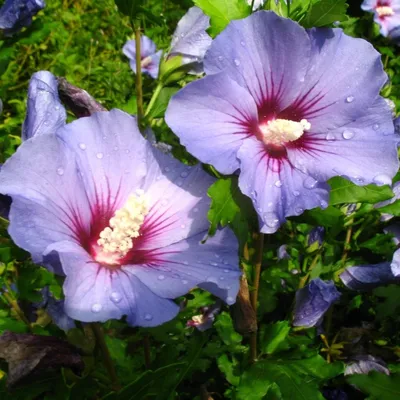 Produktbild von Hibiskus Oiseau bleu® zum Stämmchen gezogen, blau blühend, 60 cm Stamm, Pflanze im 2-3 Liter Topf