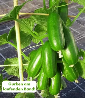 Produktbild von BALDUR Garten 2x Die kleine Gurkenfabrik® 'Cucko®', Pflanzen im 10,5 cm-Topf, produziert Gurken am laufenden Band, ideal für Balkon & Terrasse, perfekter Snack für zwischendurch