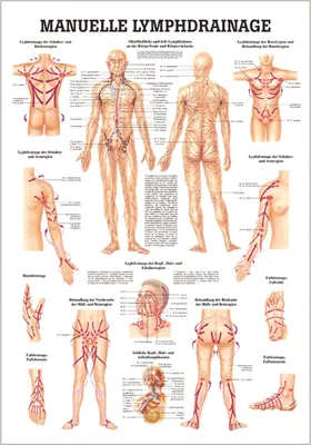 Produktbild von Manuelle Lymphdrainage Lehrtafel Anatomie 100x70 cm medizinische Lehrmittel