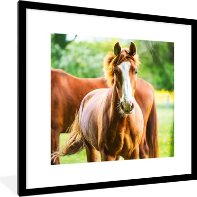 Produktbild von MuchoWow® Gerahmtes Poster Pferde - Licht - Wiese 40x40 cm - Poster mit Schwarzem Bilderrahmen Wandposter Rahmen Foto Bilder - Poster - Plakat im Rahmen