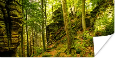 Produktbild von MuchoWow® Poster Bäume - Stein - Wald - Natur - Pflanzen 120x60 cm - Bild