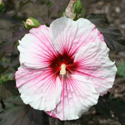 A close-up of a large, pink and white hibiscus flower with a dark red center, surrounded by dark leaves and a green bud.