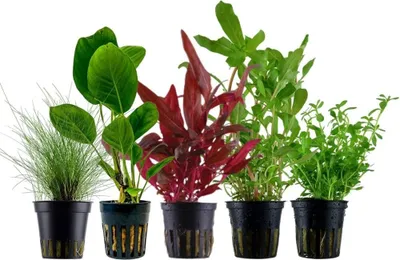 Produktbild von Pflanzen Set mit 5 Einsteiger Topf Aquarium Wasserpflanzen AquaOne Nr.212