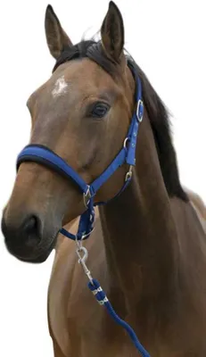 Produktbild von Norton Equestrian Large Halfter Und Führstrick Blau Full Blau Full
