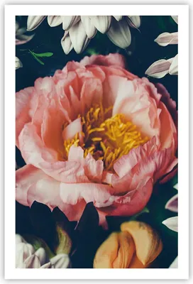 Produktbild von Poster - Poster ohne Rahmen - Blumen Pfingstrose Holzig - 61x91,5 cm - Wand Bild - Wanddeko - Wandbilder - Kunstposter - Wandposter - Bilder - Kunstdruck - Wanddekoration - Wandbild - P2XPA61x91-4661