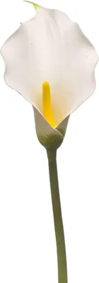 Produktbild von artplants.de Kusntblume Calla KIVARP, weiß, 85cm - Künstliche Zantedeschia