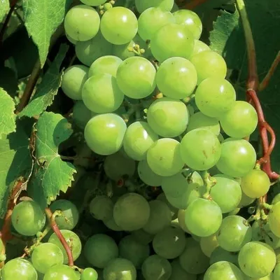 Produktbild von Weinrebe Supaga 2L