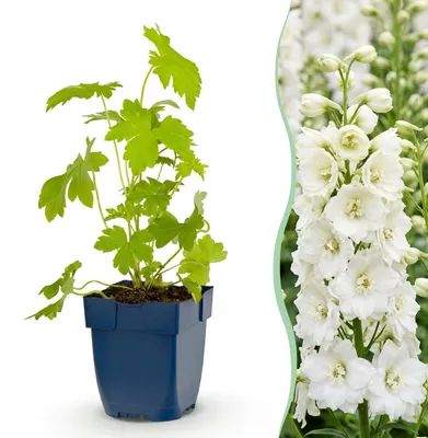 Produktbild von Green boutiQ - Stauden - Delphinium (P) Galahad - Rittersporn - Bienen- und Schmetterlingsanwerfer - Weiß - 3 Pflanzen - Topf 11cm - Höhe 15-25cm