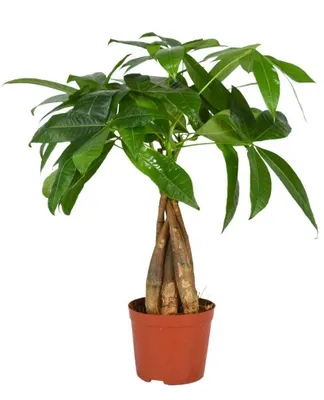 Produktbild von Glückskastanie Pachira 40 cm Zimmerpflanze