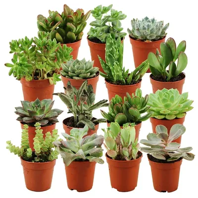 Produktbild von Sukkulenten Mix 15 Stück - Mini Pflanzenpot Ø 5,5 cm - Höhe 5-10 cm - Echte Sukkulente - Einfache Zimmerpflanze - Sichere Versandboxen - Sukkulenten