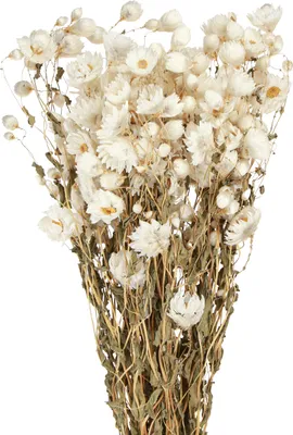 Produktbild von Kamille Trockenblumen Weiß Bund 65cm Deko Pflanzen
