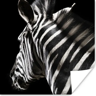 Produktbild von MuchoWow® Poster Zebra - Tier - Weiß 75x75 cm - Wand Dekoration