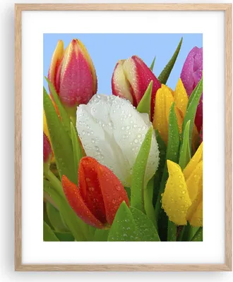 Produktbild von Gerahmtes Poster - Rahmen in heller Eiche - Tulpen Blumenstrauß Blumen Tau - 40x50 cm - Wand Bild - Wanddeko - Wandbilder - Wandposter - Bilderrahmen - Bilder - Kunstdruck - Wandbild - P2NPA40x50-2526
