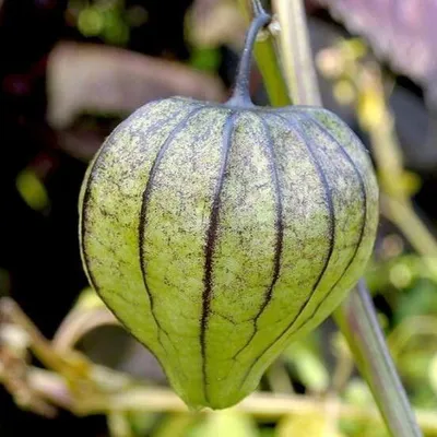 Zdjęcie produktu dla Tomatillo (Physalis ixocarpa)  – 20 sztuk