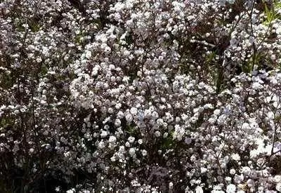 Zdjęcie produktu dla 6 x Gypsophila pan. 'Bristol Fairy' - Gypsophila - doniczka 9 x 9 cm